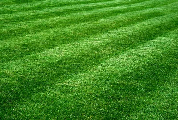 grass