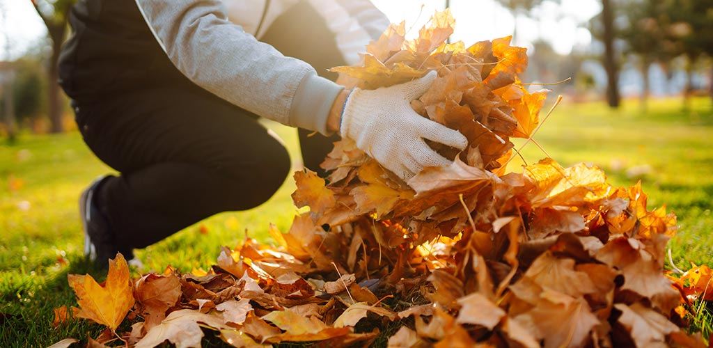 leaf removal