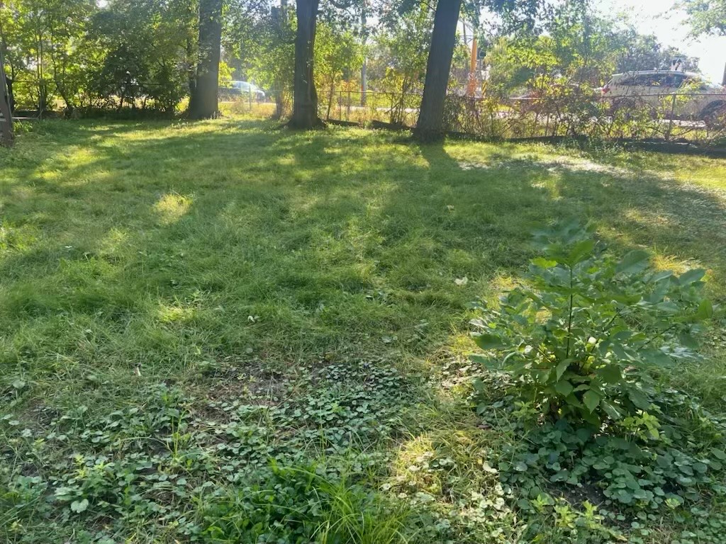 Why Your Lawn Looks Patchy in Minnesota (And How to Fix It for Good)